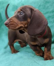 Beautiful Standard Smooth Haired Dachshund puppies Image eClassifieds4u 1