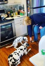 Cute Dalmatian Puppies available for adoption {uhjjsnnhot50@gmail.com} Image eClassifieds4u 1