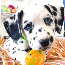 Cute Dalmatian Puppies available for adoption {uhjjsnnhot50@gmail.com} Image eClassifieds4u 2