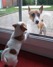 CUTE JACK RUSSEL PUPPIES (connierich1980@gmail.com) Image eClassifieds4u 2