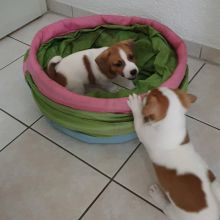CUTE JACK RUSSEL PUPPIES FOR ADOPTION (connierich1980@gmail.com) Image eClassifieds4u 2