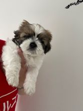 CUTE Shih Tzu puppies READY FOR THEIR FOREVER HOMES Image eClassifieds4u 3