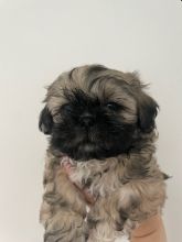 CUTE Shih Tzu puppies READY FOR THEIR FOREVER HOMES Image eClassifieds4u 2