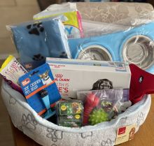 CUTE Shih Tzu puppies READY FOR THEIR FOREVER HOMES Image eClassifieds4u 1