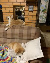 Excellent Akita inu puppies for adoption ( stephen.kimberly909@gmail.com ) Image eClassifieds4u 3
