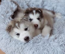 KC register Pedigree Alaskan Malamute puppies Image eClassifieds4u 3