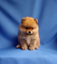 Lovely Teddy bear Pomeranian Puppies available now Image eClassifieds4u 4