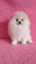 Lovely Teddy bear Pomeranian Puppies available now Image eClassifieds4u 3