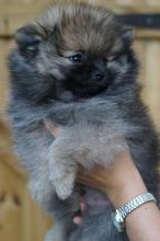 Lovely Teddy bear Pomeranian Puppies available now Image eClassifieds4u 2