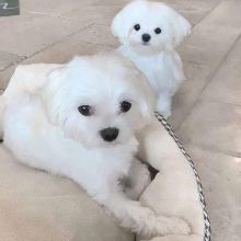 Male and female Maltese puppies ready for adoption Image eClassifieds4U