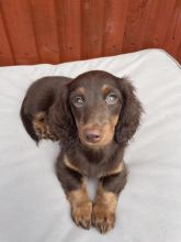 Stunning Longhaired Miniature Dachshund puppies Image eClassifieds4u 3