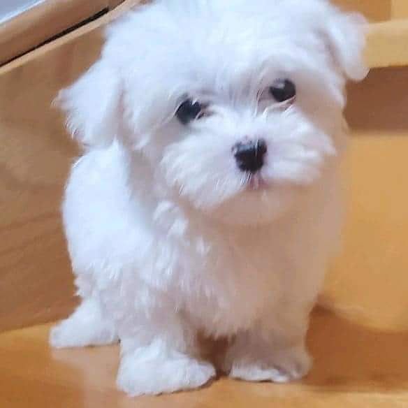 Male and female Maltese puppies looking for good home Image eClassifieds4u