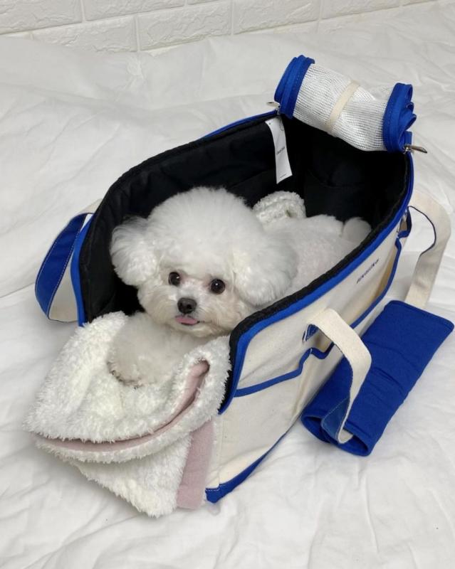 Male and female Maltese puppies ready for adoption Image eClassifieds4u