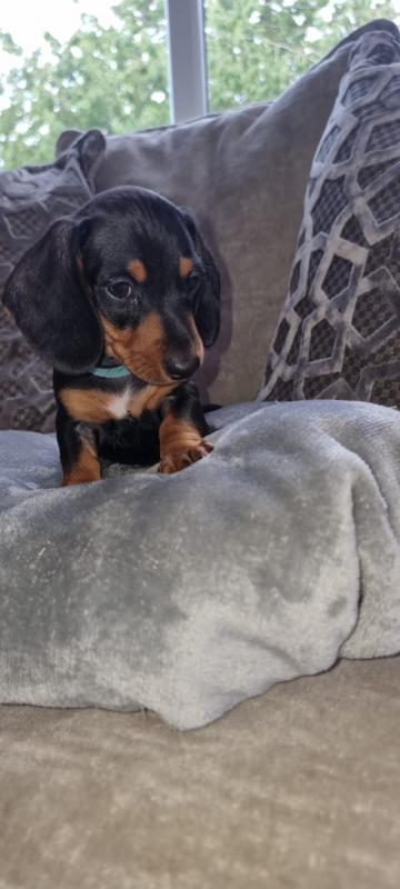 Miniature Dachshund puppies Image eClassifieds4u