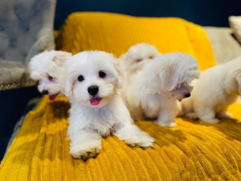 PURE BREED MALTESE PUPPIES AVAILABLE Image eClassifieds4u