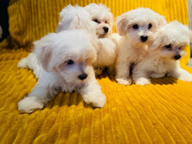 PURE BREED MALTESE PUPPIES AVAILABLE Image eClassifieds4u