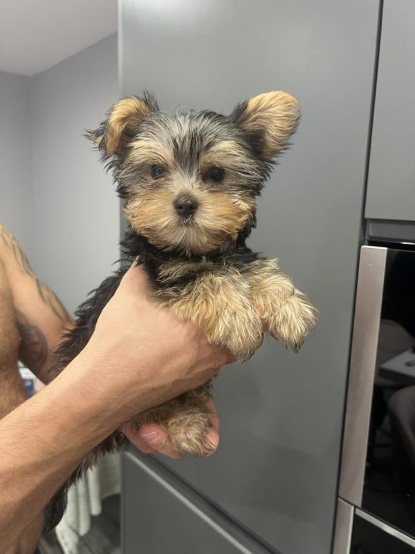 Pure breed Yorkshire terrier puppies READY NOW!!! Image eClassifieds4u