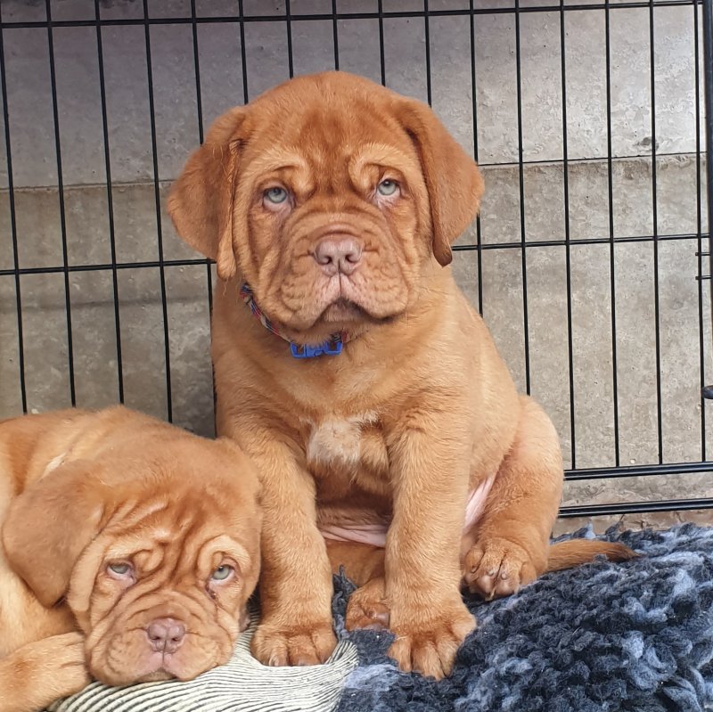 Quality Champion Dogue de Bordeaux puppies Image eClassifieds4u