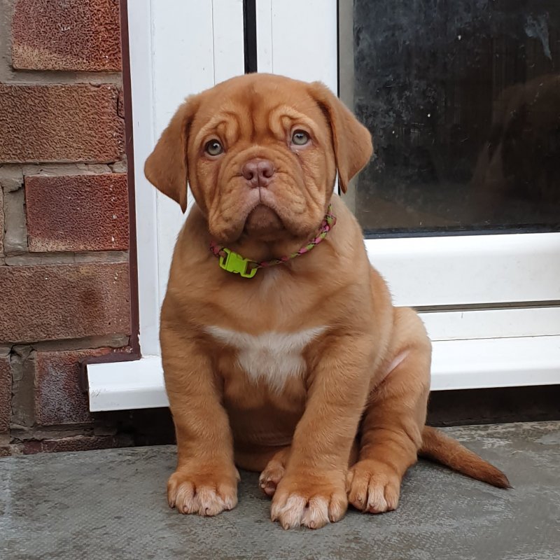 Quality Champion Dogue de Bordeaux puppies Image eClassifieds4u