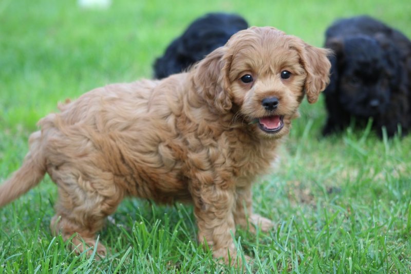 Stunning F1 Cavapoo puppies Image eClassifieds4u
