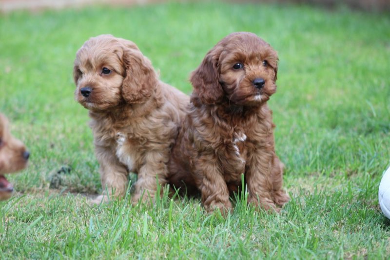 Stunning F1 Cavapoo puppies Image eClassifieds4u