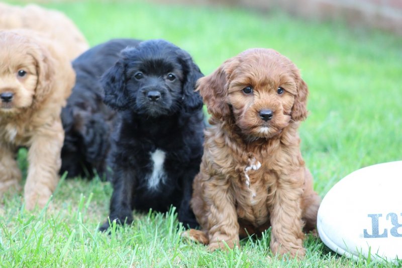 Stunning F1 Cavapoo puppies Image eClassifieds4u