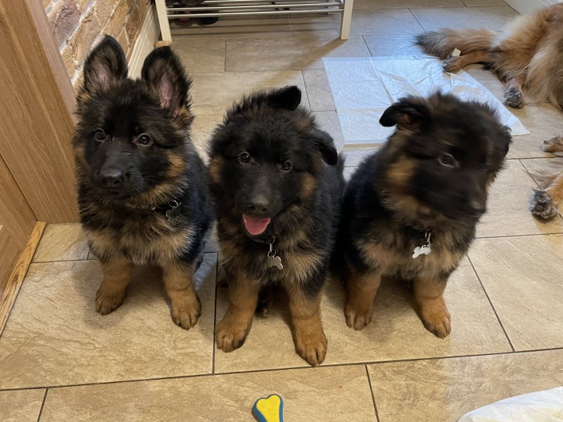 Stunning German Shepherd Puppies Image eClassifieds4u
