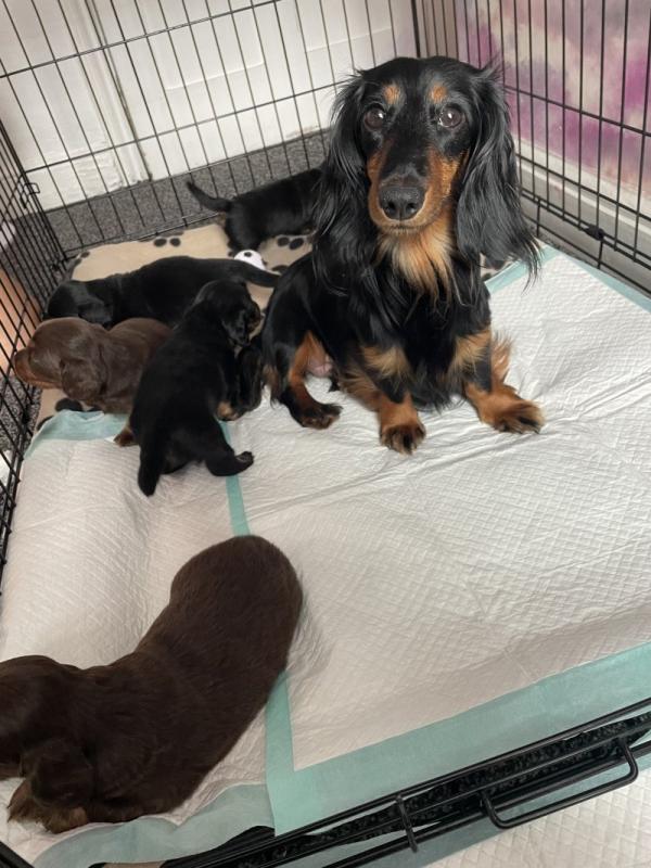 Stunning Longhaired Miniature Dachshund puppies Image eClassifieds4u