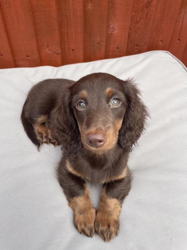 Stunning Longhaired Miniature Dachshund puppies Image eClassifieds4u