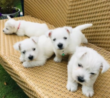 4 Westie pups for sale