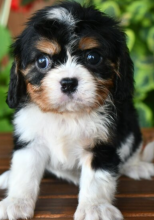 6 KC registered Cavalier King Charles spaniels