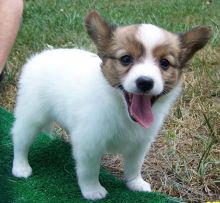 Adorable Papillon puppies ready for loving homes..