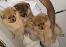 Adorable Pomeranian Puppies