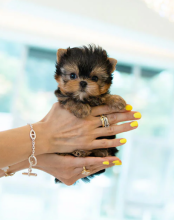 Awesome teacup Yorkie puppies available