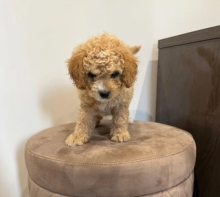 Beautiful Cavapoo Puppies