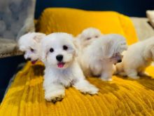 Beautiful KC registered Maltese puppies ready to go
