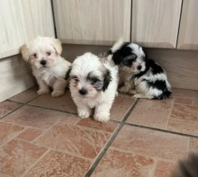 Beautiful Morkie puppies for sale