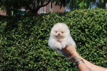 Beautiful Pomeranian puppies