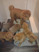 BEAUTIFUL SHAR PEI PUPPIES ready now..!!