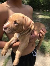 CKC Pitbull puppies available