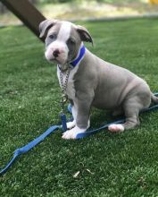 CKC Pitbull puppies available