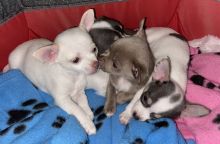 CUTE CHINUAHUA PUPPIES