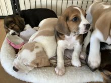 Gorgeous beagle puppies looking for their forever homes