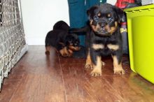 Home raised Rottweiler puppies available