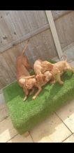 Hungarian Vizsla puppies (DNA health screened)