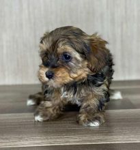 Lovely YORKIEPOO PUPPIES