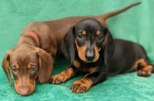 Miniature Dachshund puppies available now !!
