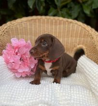 Miniature dachshund puppies ready now