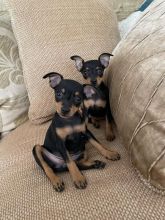Miniature Pinscher puppies need 5 star homes..!!