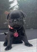 Pug puppies available